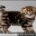 What You Don’t Know About Scottish Fold Kitten For Sale