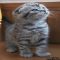 Details Of Scottish Fold Munchkin Kittens For Adoption
