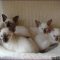 Whatever They Told You About Siamese Kittens For Free Is Dead Wrong…And Here’s Why