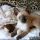 The Most Popular Siamese Kittens For Sale Mn