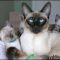 Siamese Kittens For Sale Near Me – What Is It?