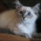 Signs You Need Help With Siamese Kittens Olympia Wa