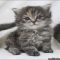 Facts, Fiction and Siberian Kitten For Sale