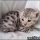 The 5-Minute Rule for Silver Bengal Kittens For Sale