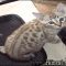 Unbiased Report Exposes The Unanswered Questions on Snow Bengal Kittens For Sale