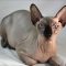 The Worst Advice We’ve Ever Heard About Sphynx Kittens For Adoption Nyc