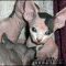 Top Sphynx Kittens For Sale In Ohio Tips!