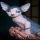 Kids, Work and Sphynx Kittens For Sale Nj