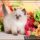 Detailed Notes on Teacup Himalayan Kittens For Sale in Simple Step by Step Order
