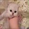 The Low Down on Teacup Kitten For Sale and Why You Must Take Action Today