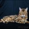 The Hidden Gem of Tiger Kittens For Sale