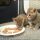 The Most Forgotten Fact About When Do Kittens Eat Food Revealed